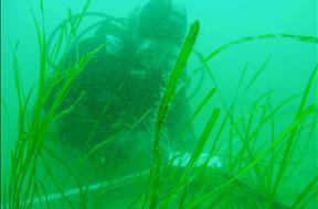 Solent Seagrass