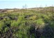 Upton Heath Restoration Project