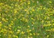 Growing Wild